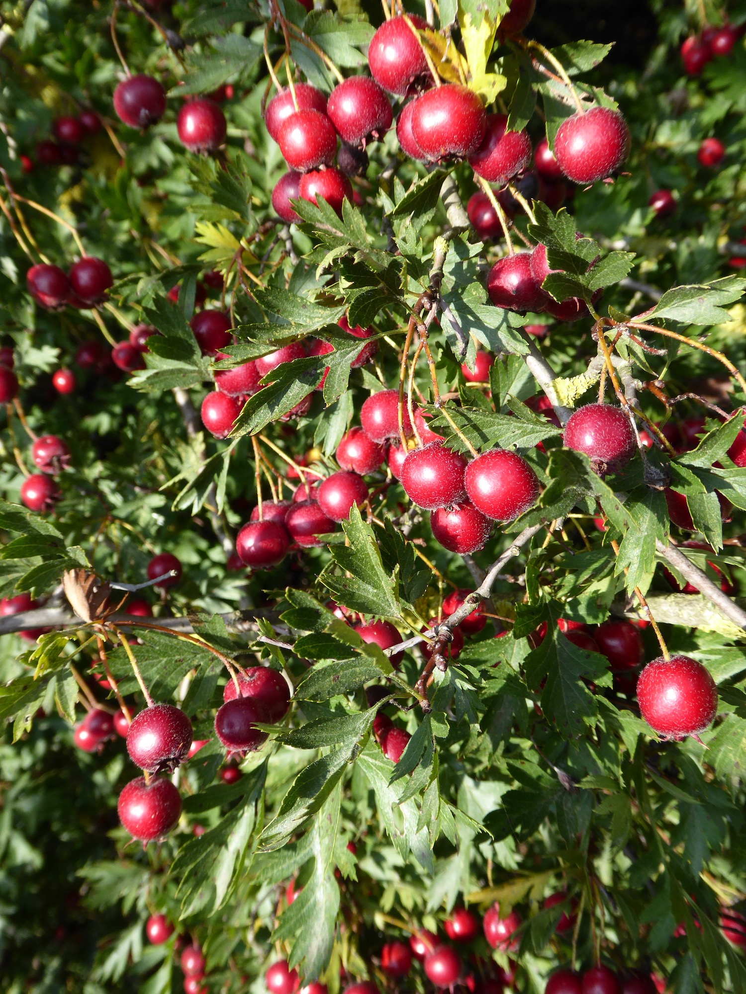 jardins en marche